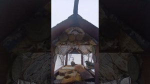 1000010896.mp4Жизнь кормушки.01.03.2026г.