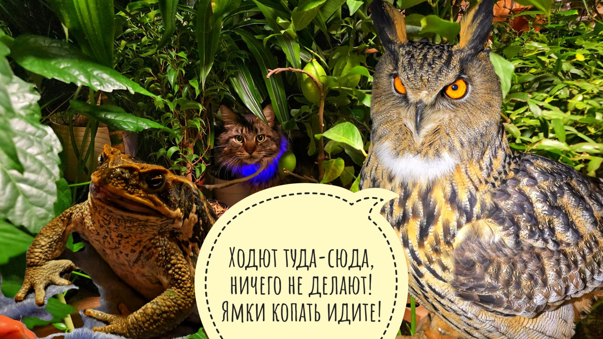 Кошка Морошка в гостях у сыча Лучика, сова Ёль вся в весенних делах. Кормим жабу Брунгильду смотреть онлайн