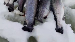 Интервью с гостями, которые находятся в дальней части водоёма.