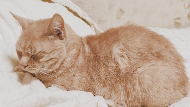 Рыжий кот спит. ч.3 смотреть онлайн