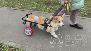 Корги на колесах