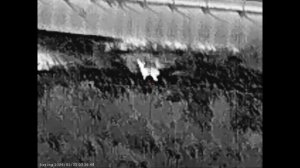 Несколько вечеров охоты на шакала в Волгоградских степях