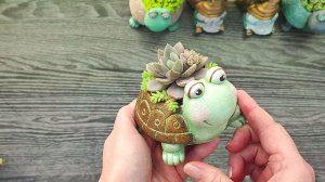 Весенняя черепашка с суккулентами