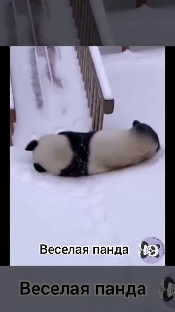 Веселая панда