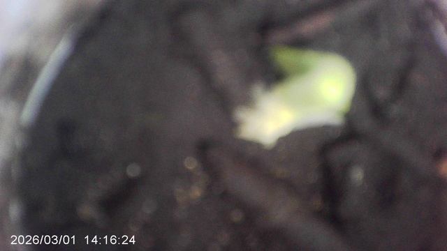 Посеянный в конце января кабачок сорта "Чёрный красавец" - сегодня (1 марта)