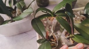 #174 ОрхоVLOG пересадка малышей в трехслойную систему