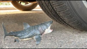 Машина давит предметы колесом! Эксперименты с колесом! Давим акулу 🚗🦈 Залипалка ASMR