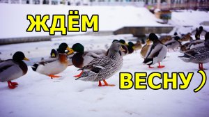 ПТИЧИЙ СЪЕЗД: ПРЕДЧУВСТВИЕ ВЕСНЫ! ГОРОД ОРЁЛ 2026.