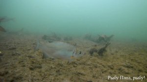 Рыбалка. Подводная съемка подлещик и сорога