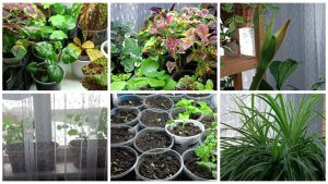 Ну вот и ВЕСНА! Яркие нотки цветов. Хлорофитум, пеларгонии, петунии и другие цветы.