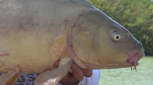 Magicni mango - jezero Jadranska Lesnica 2. Deo EP213_31102023