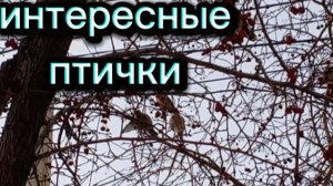 Прилетели интересные птички. Название никак не знаю