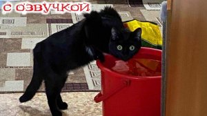 Приколы с котами! С ОЗВУЧКОЙ! Самые Смешные Животные! СМЕШНЫЕ КОТЫ 2026! РЖАКА!