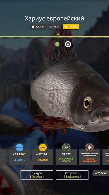 Хариус трофей на Белой пришёл и выловил #рр4