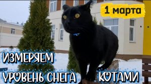 Как измерить уровень снега с помощью котов: забавный эксперимент с двумя черными пушистиками