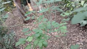 " Репетиция Весны " .