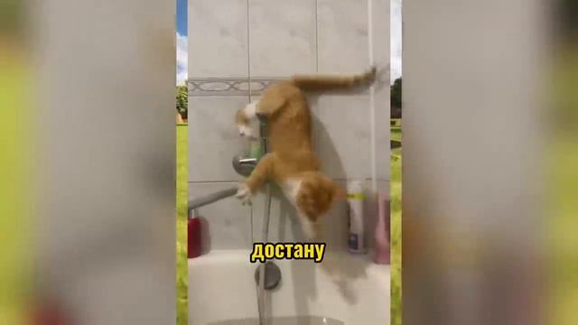 ВИРУСНЫЕ_ВИДЕО_Подборка_смешные_моменты_№2