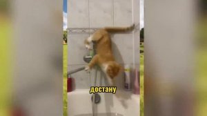 ВИРУСНЫЕ_ВИДЕО_Подборка_смешные_моменты_№2