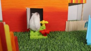 Мои хомячки исследуют милый домик