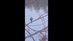 С друзьями весной на Суре. Юмор. Репортаж. Апрель 2025