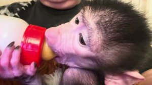 Малышка Николь проголодалась пока мы с доктором Василием спасали любимчика Жорика❤️