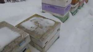март на пасеке, смотрю как зимует бакфаст линия В26, покупная матка , 1.03.2026