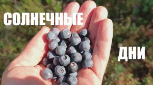 Солнечные дни.