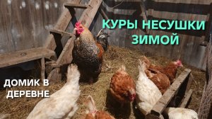 Жизнь в деревне Сено на подстилку курам Несушки оголодали а нестись не хотят