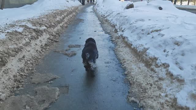 Зимняя история Джексона    2026