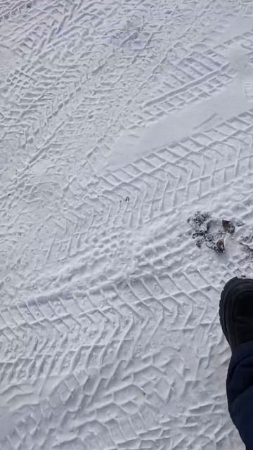 СИБИРСКАЯ КРАСОТА