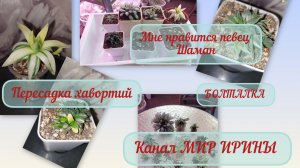 Болталка| Про певца Шамана | Пресадила хавортии ●●●