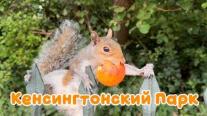 Забавные английские белки из 5-ти городов Великобритании