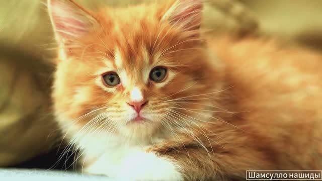 #Коран#АльБакъара#СамыеКрасивыеМеста#Relaxation##Islam#Quran#AlBaqarah'#Minshawiy #4кВидео#26часть#