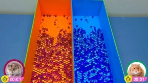 Сложный олимпийский маршрут для хомяка 6 уровня в игре Hamster Stories