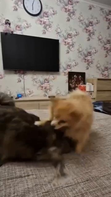 🌿 Наш Филя 🍀, спасённый из Турции дома 🏠❗ Пост в описании 🎥 #собака #животные #любовь #счастье