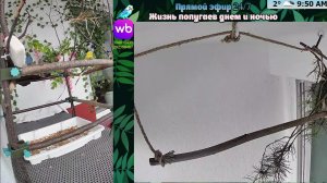 Волнистые попугаи 🦜🦜🦜 | авиарий на балконе📍