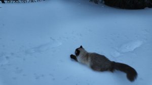 Выгуливаю кошки Вису перед родами - 1