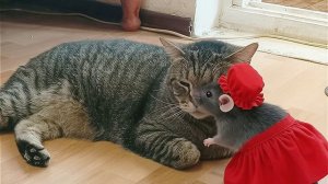 Боря и мышка. Всемирный день кошек.