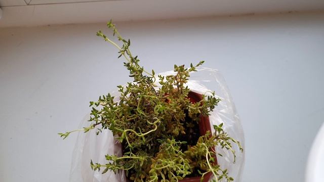 Тимьян (чабрец). Удачный способ. Результат черенкование. Сумасшедшая скорость роста чабреца.