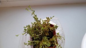 Тимьян (чабрец). Удачный способ. Результат черенкование. Сумасшедшая скорость роста чабреца.