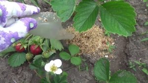 2272.  Это и чистота  под ягодой и разрыхлитель почвы