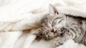 Белый шум для малышей