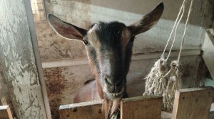 01-03-2026 Привезли корма для моих животных / обалденное печенье / оладушки с манкой.