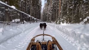 с Саамом в Карелии на собачьей упряжке