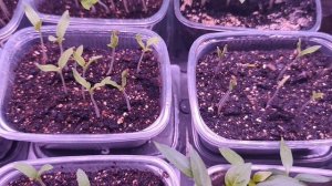 Пикировка 1.03.2026 рассады (24.01)