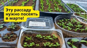 Что нужно обязательно посеять в МАРТЕ- наш проверенный список