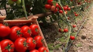 Посев томатов на рассаду!