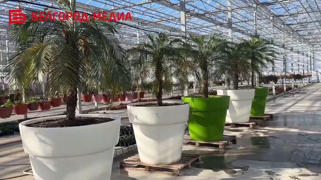 Представители Общественной палаты г. Белгорода побывали в теплицах БГБ смотреть онлайн