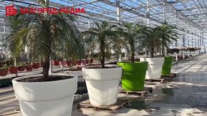 Представители Общественной палаты г. Белгорода побывали в теплицах БГБ