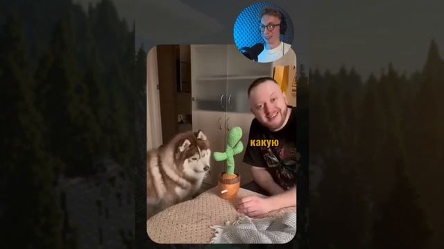 ВИРУСНЫЕ_ВИДЕО_Подборка_смешные_моменты_№11